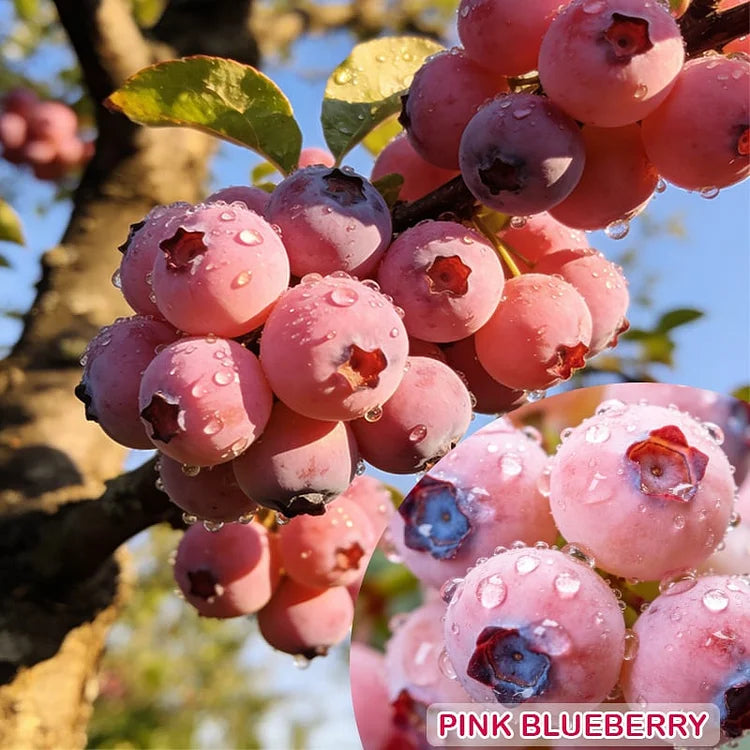 🔥50K+ SOLD!💟Premium Pink Blueberry Seeds -😋A Uniquely Delightful Taste(2 PCS-1000 seeds)