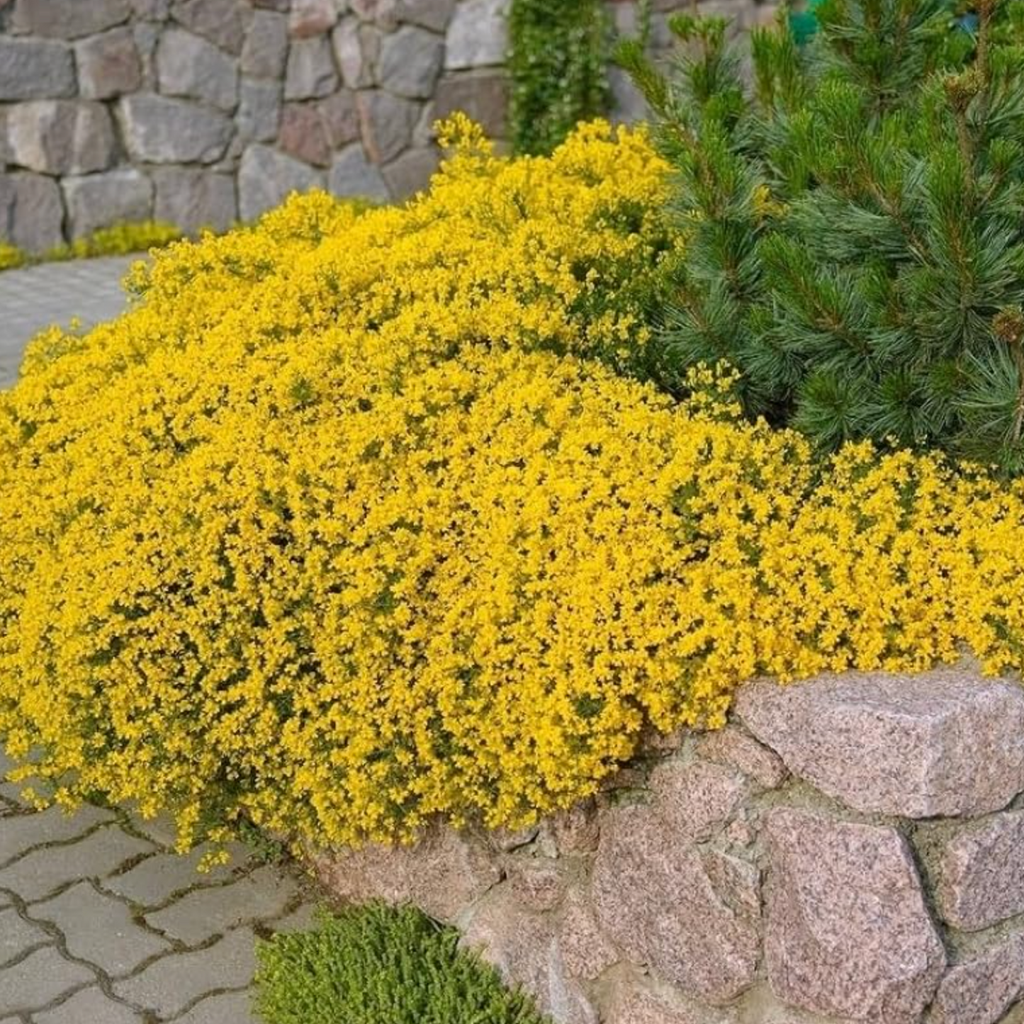 Creeping Thyme Seeds – 1,000-Seed Ground Cover Pack
