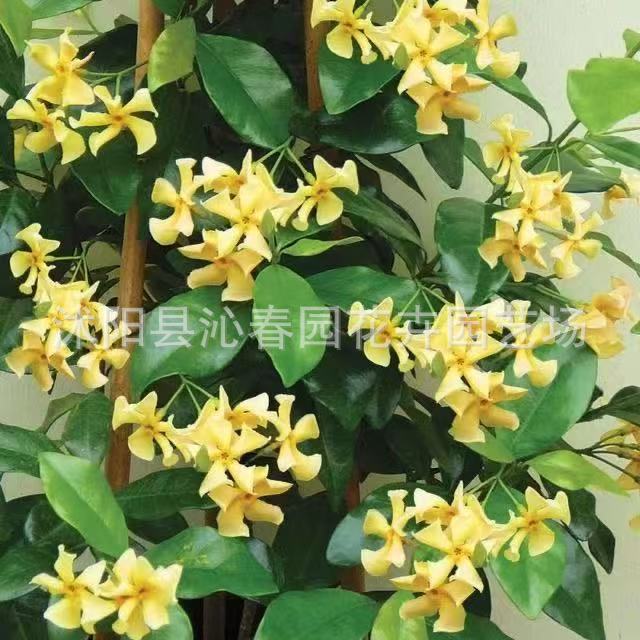 Midnight Perfume Jasmine Seeds-BUY 1 GET 1 FREE