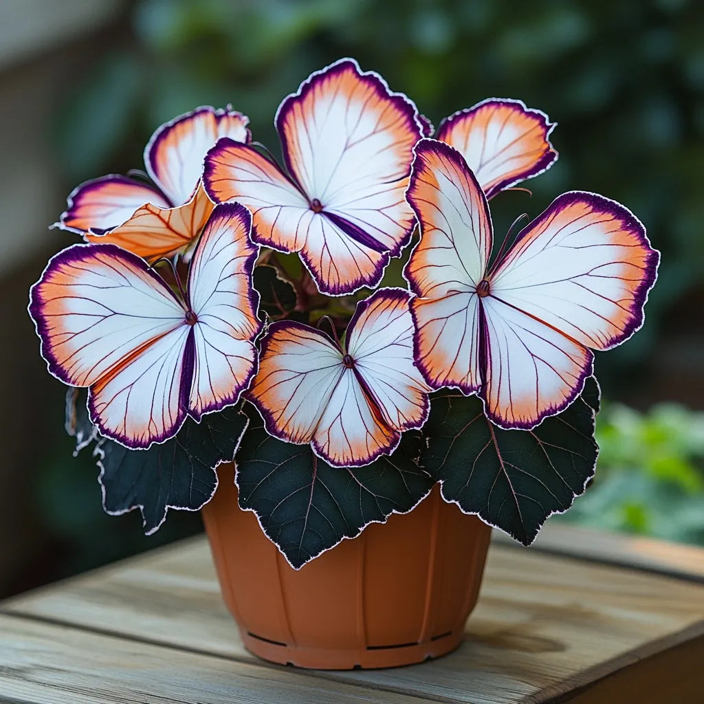 Moonlight Butterfly Begonia Seeds - 200 Count