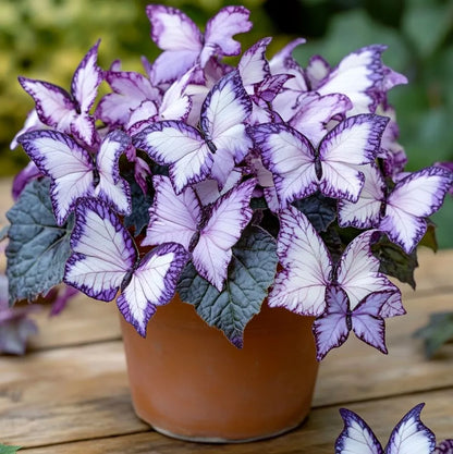 Moonlight Butterfly Begonia Seeds - 200 Count