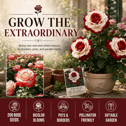 Rare Red and White Twin Rose Seeds