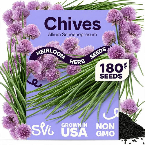 Chive Seeds – 2 Packs, Approximately 180 Seeds Each