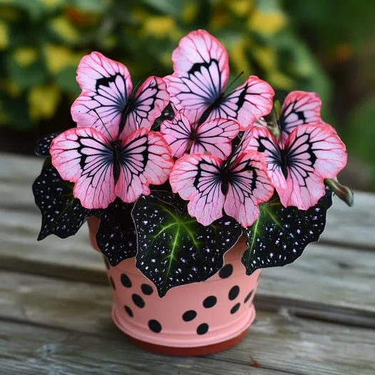 Moonlight Butterfly Begonia Seeds - 200 Count