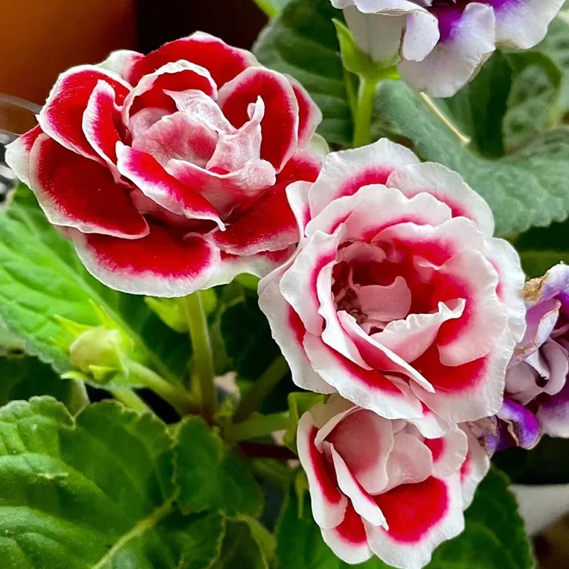 🌱Moss Rose Seeds – Colorful Portulaca Grandiflora Flowers, Drought-Tolerant & Easy to Grow