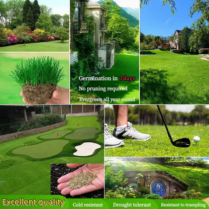 🌱3PCS  Evergreen Dwarf Grass Seed for Four Seasons| Durable. Vibrant Green All Year
