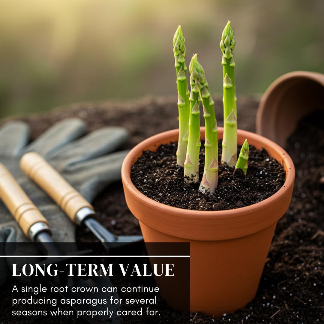 Perennial Asparagus 500 Seeds Set