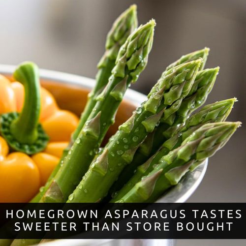 Perennial Asparagus 500 Seeds Set