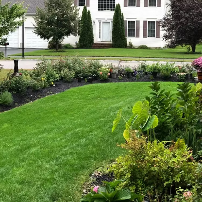 🌱3PCS  Evergreen Dwarf Grass Seed for Four Seasons| Durable. Vibrant Green All Year