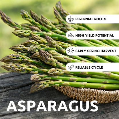 Perennial Asparagus 500 Seeds Set