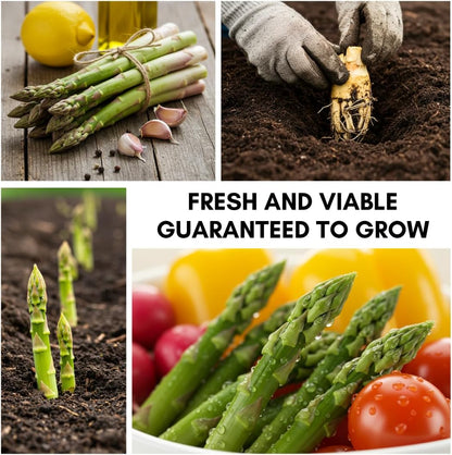 Perennial Asparagus 500 Seeds Set