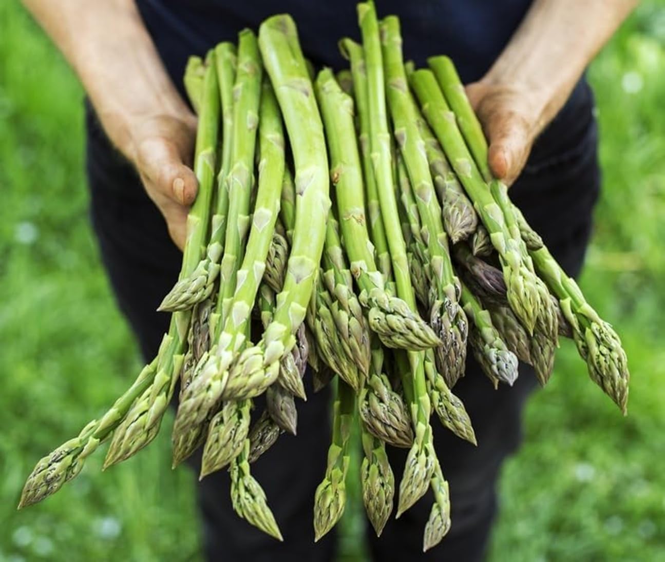 Perennial Asparagus 500 Seeds Set