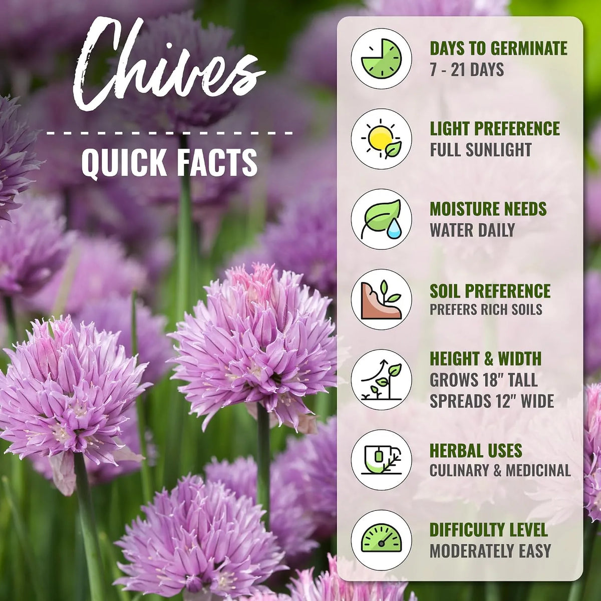 Chive Seeds – 2 Packs, Approximately 180 Seeds Each