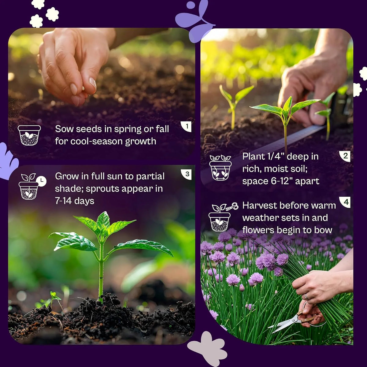 Chive Seeds – 2 Packs, Approximately 180 Seeds Each