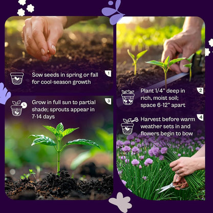 Chive Seeds – 2 Packs, Approximately 180 Seeds Each