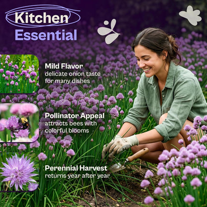 Chive Seeds – 2 Packs, Approximately 180 Seeds Each