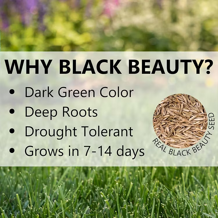 🌱3PCS  Evergreen Dwarf Grass Seed for Four Seasons| Durable. Vibrant Green All Year