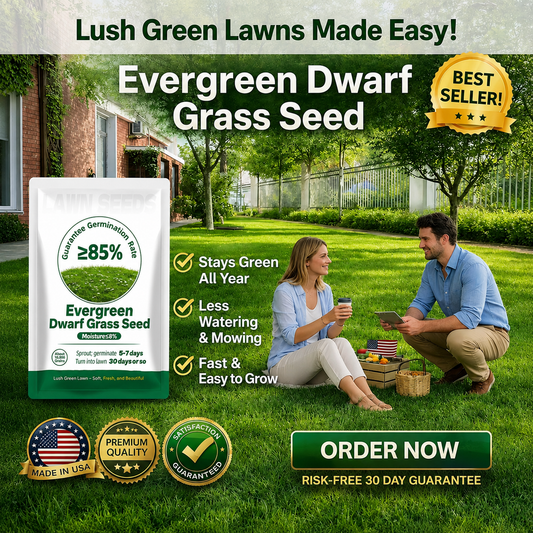 🌱3PCS  Evergreen Dwarf Grass Seed for Four Seasons| Durable. Vibrant Green All Year