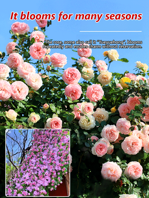 Climbing Rose Seeds [Bloom All Year Round]