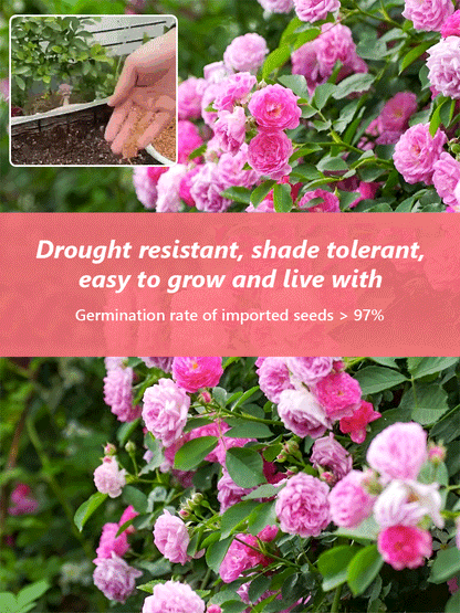 Climbing Rose Seeds [Bloom All Year Round]