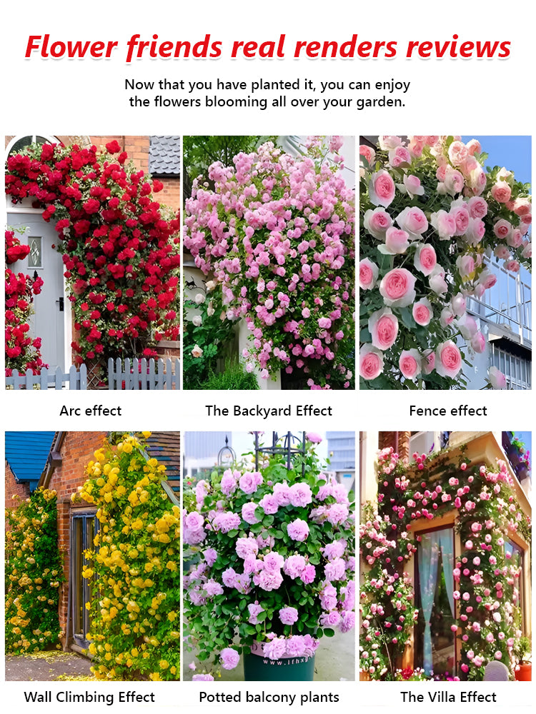 Climbing Rose Seeds [Bloom All Year Round]
