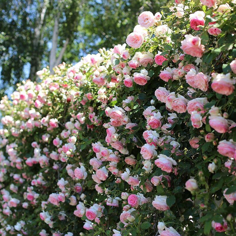Climbing Rose Seeds [Bloom All Year Round]