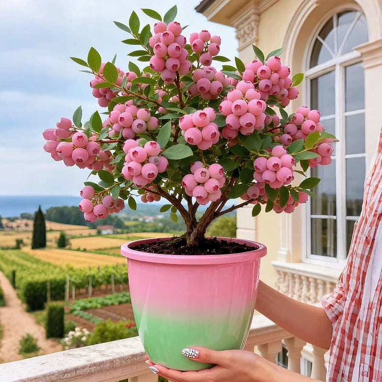 🔥50K+ SOLD!💟Premium Pink Blueberry Seeds -😋A Uniquely Delightful Taste(2 PCS-1000 seeds)