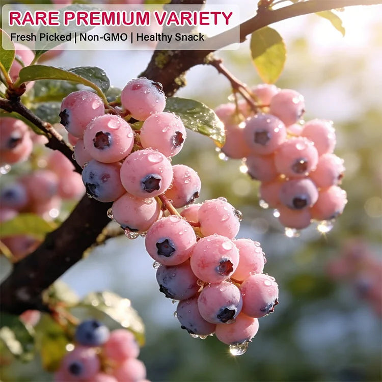 🔥50K+ SOLD!💟Premium Pink Blueberry Seeds -😋A Uniquely Delightful Taste(2 PCS-1000 seeds)
