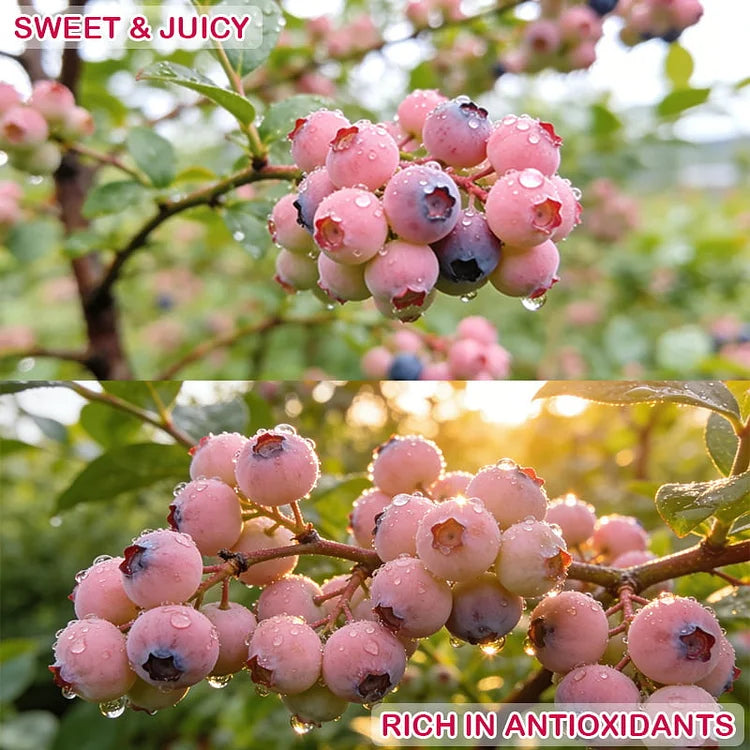 🔥50K+ SOLD!💟Premium Pink Blueberry Seeds -😋A Uniquely Delightful Taste(2 PCS-1000 seeds)