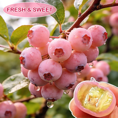 🔥50K+ SOLD!💟Premium Pink Blueberry Seeds -😋A Uniquely Delightful Taste(2 PCS-1000 seeds)