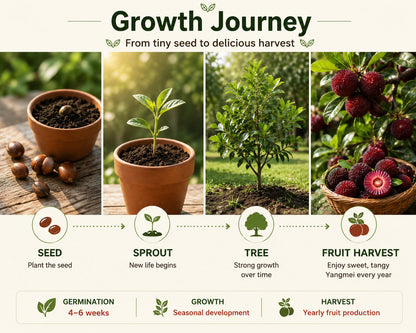 Giant Bayberry: Ping-Pong Ball Size, ⭐Strawberry-Cherry Fusion Flavor-100 Seeds