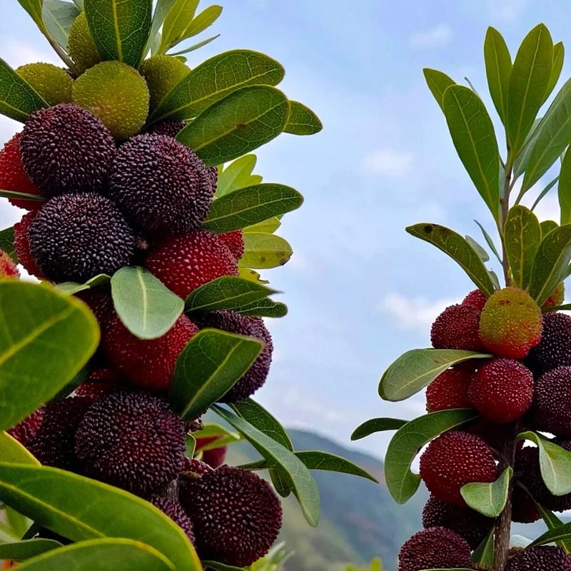 Giant Bayberry: Ping-Pong Ball Size, ⭐Strawberry-Cherry Fusion Flavor-100 Seeds