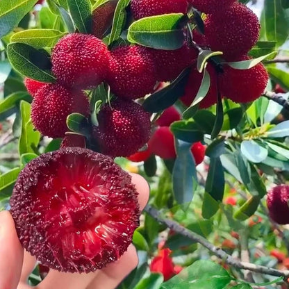 Giant Bayberry: Ping-Pong Ball Size, ⭐Strawberry-Cherry Fusion Flavor-100 Seeds