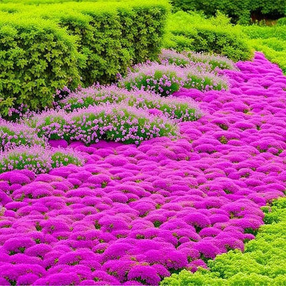 Creeping Thyme Seeds – 1,000-Seed Ground Cover Pack