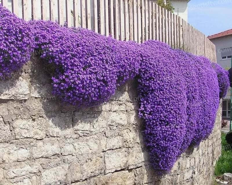 Creeping Thyme Seeds – 1,000-Seed Ground Cover Pack