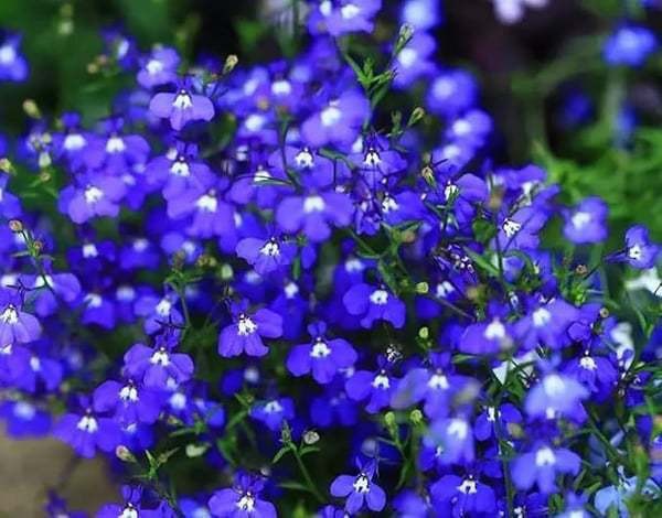 Creeping Thyme Seeds – 1,000-Seed Ground Cover Pack