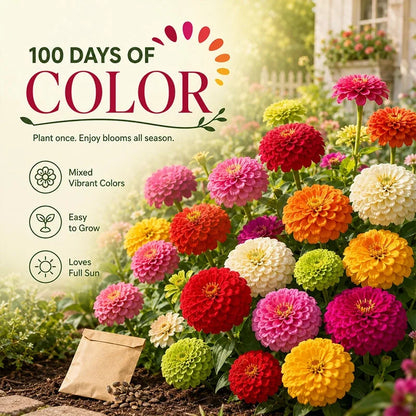 Mixed Zinnia Seeds – 600-Seed Three-Pack