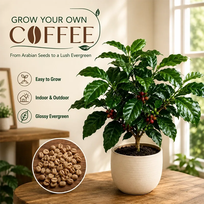 Coffea Arabica Coffee Plant Seeds – 100-Seed Pack