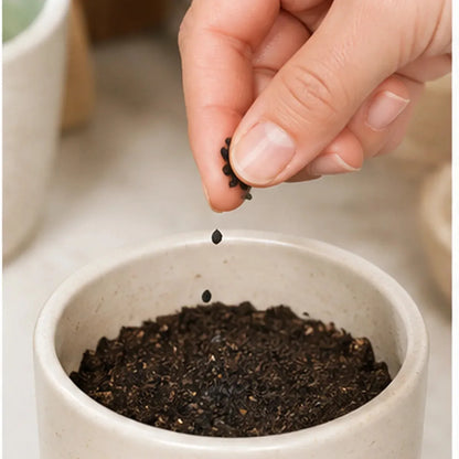 Chive Seeds – 2 Packs, Approximately 180 Seeds Each – detailed view 2