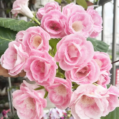 🌱Moss Rose Seeds – Colorful Portulaca Grandiflora Flowers, Drought-Tolerant & Easy to Grow