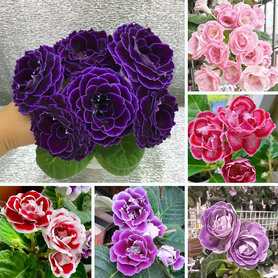 🌱Moss Rose Seeds – Colorful Portulaca Grandiflora Flowers, Drought-Tolerant & Easy to Grow