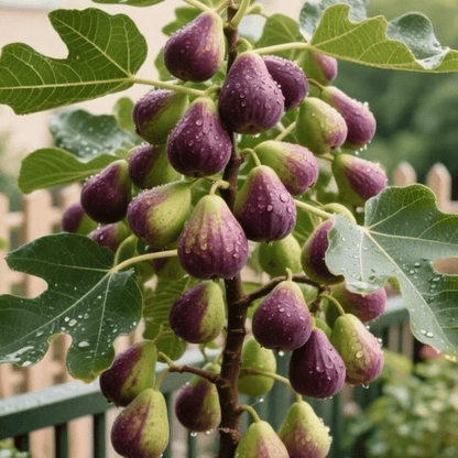 Bordeaux Purple Fig Seeds – 200 Count - image 4