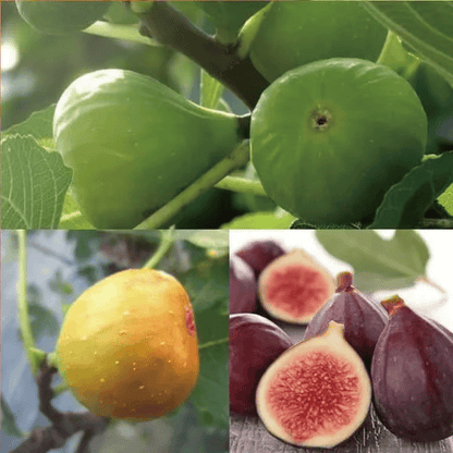 Bordeaux Purple Fig Seeds – 200 Count - image 6
