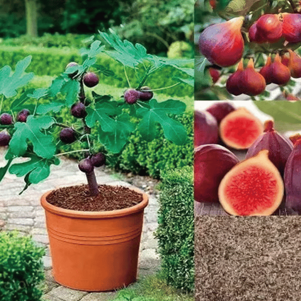 Bordeaux Purple Fig Seeds – 200 Count - image 7