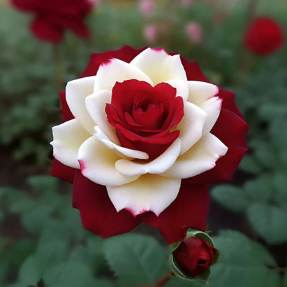 Rare Red and White Twin Rose Seeds - image 1