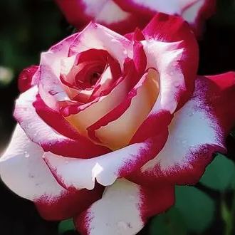 Rare Red and White Twin Rose Seeds - image 4