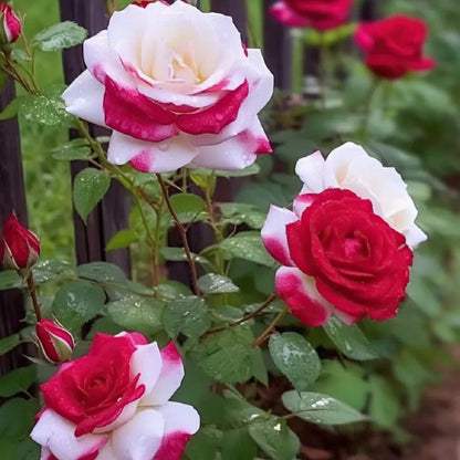 Rare Red and White Twin Rose Seeds - image 5