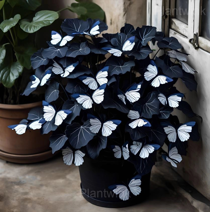 Moonlight Butterfly Begonia Seeds - 200 Count - image 1