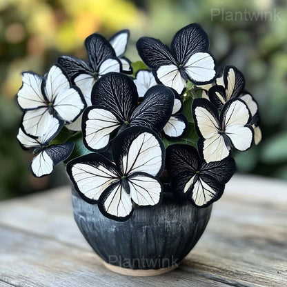 Moonlight Butterfly Begonia Seeds - 200 Count - image 2