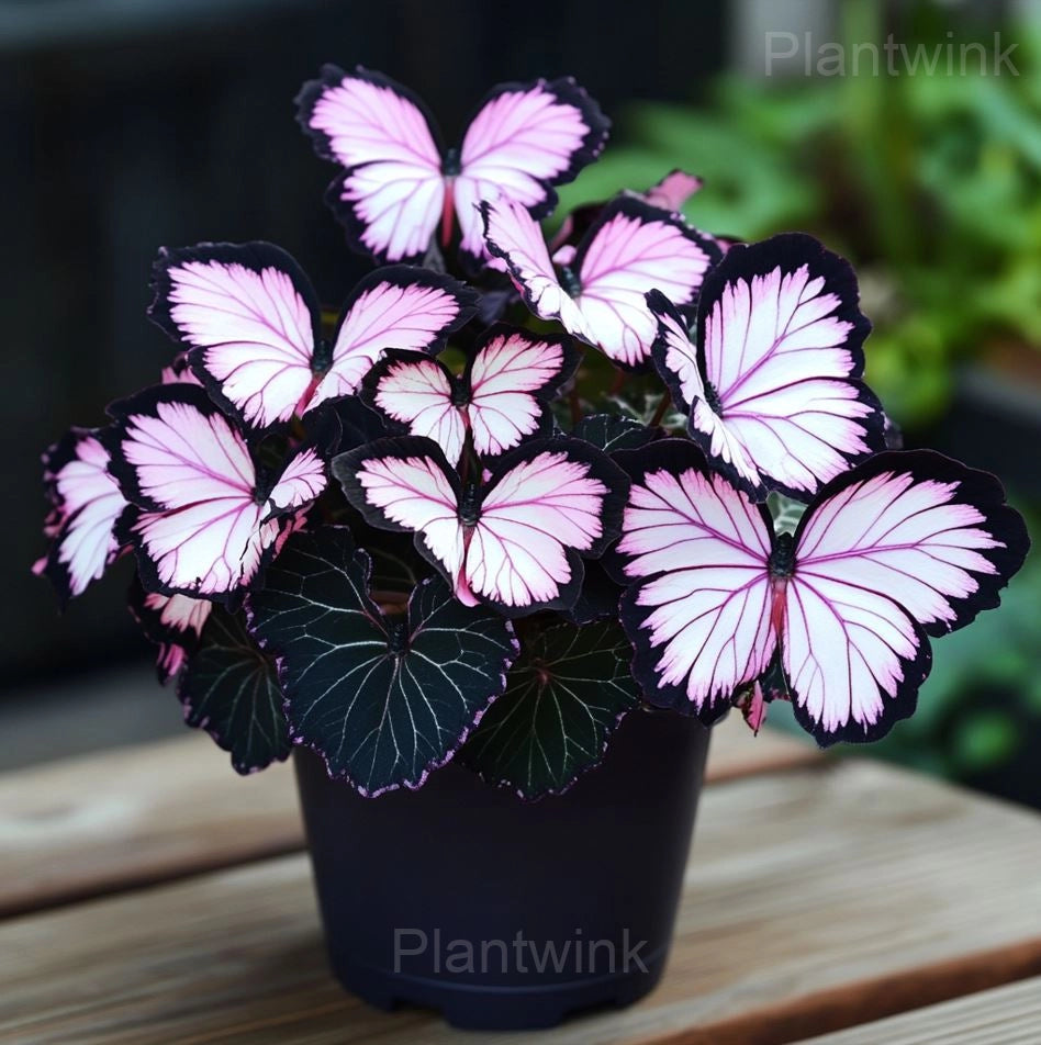 Moonlight Butterfly Begonia Seeds - 200 Count - image 4